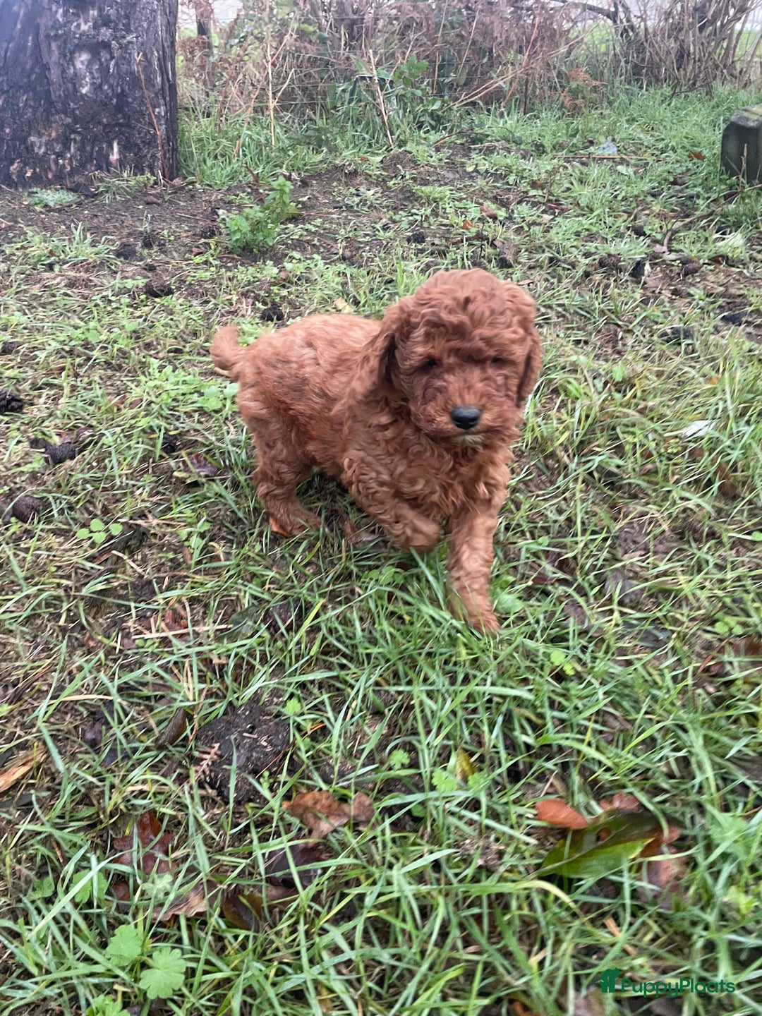 Labradoodle honden te koop: Mooie mini Labradoodle pups - Advertentie 2