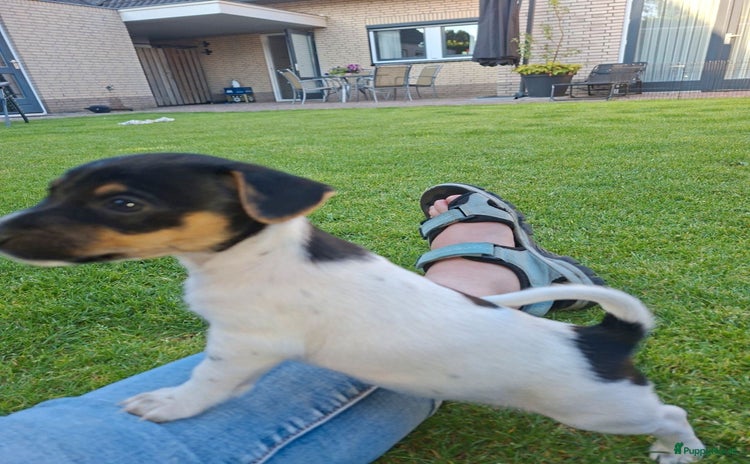 Kruising honden - Advertentie 1