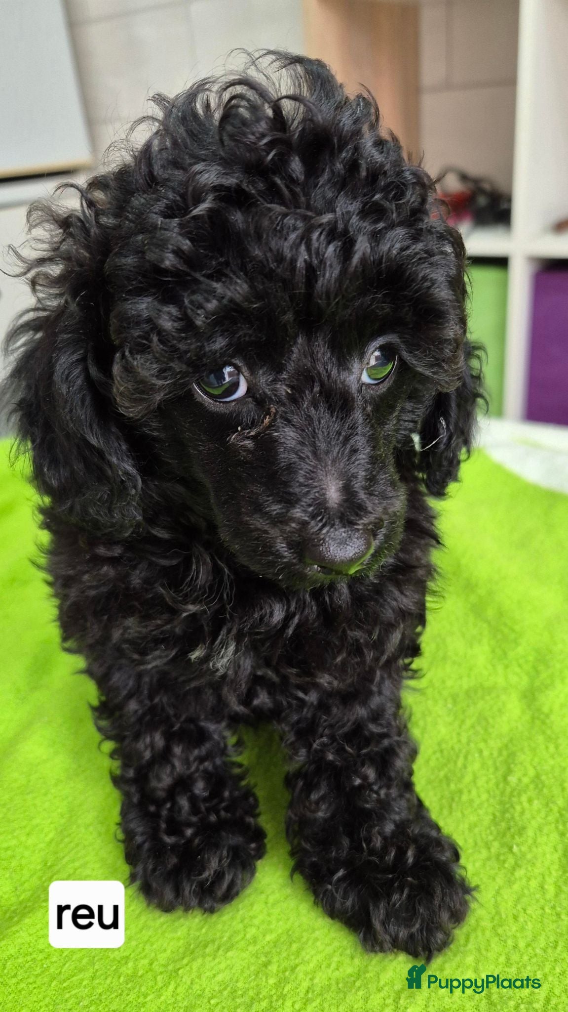 Dwergpoedel honden Mooie Dwergpoedel pups - Advertentie 3