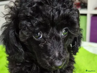 Dwergpoedel honden Mooie Dwergpoedel pups - Advertentie 3