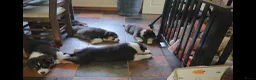 Australian Shepherd honden te koop: Prachtige Australian Shepherd pups - Advertentie 13