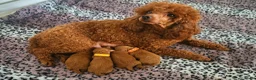 Poedel Toy honden te koop: Te koop Toy poedel pups met FCI stamboom in Alblasserdam - Advertentie 1
