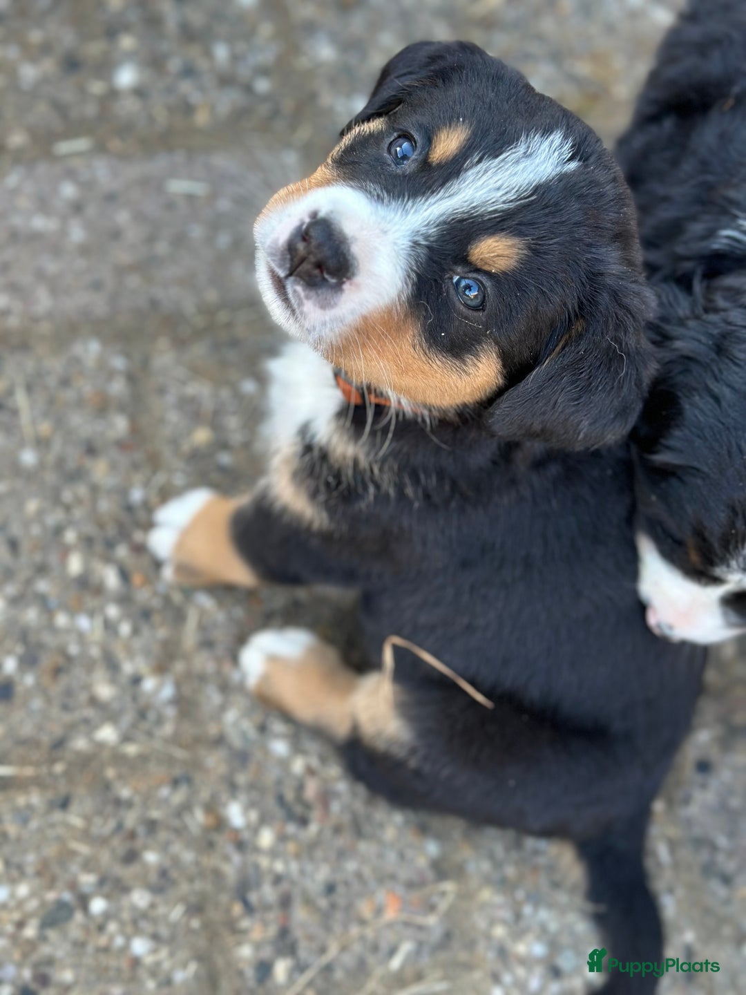 Berner Sennenhond honden te koop: Prachtige Berner Sennenhond puppy s - Afbeelding 3