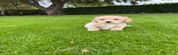 Maltipoo honden te koop: Maltipoo (Maltezer x Poedel) pups - Advertentie 9