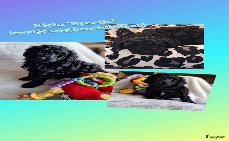 Dwergpoedel honden - Advertentie 2