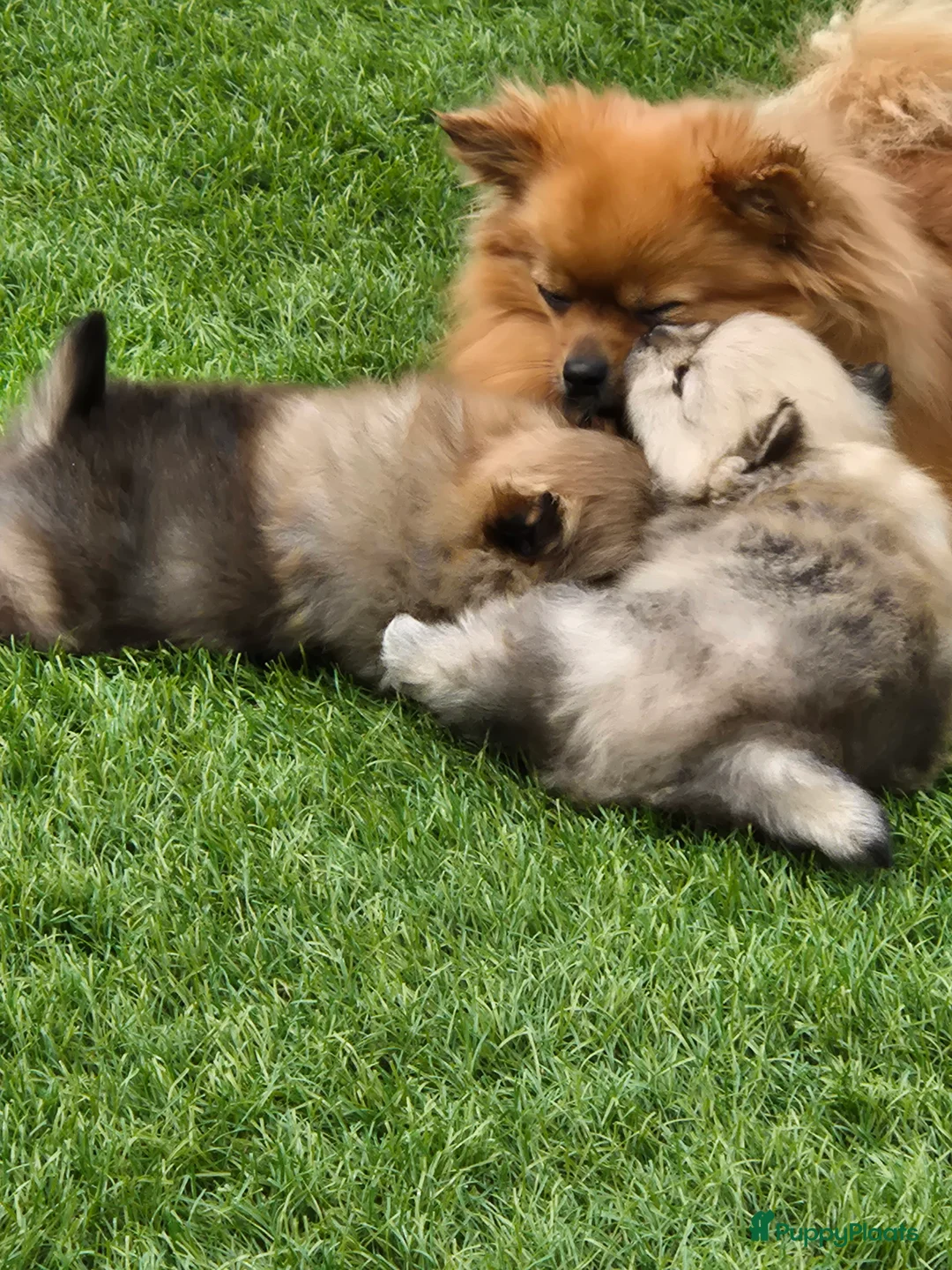 Kruising honden te koop: Mooi rustig reutje  - Advertentie 8