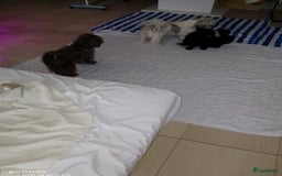 Shih Tzu honden te koop: Shih Tzu puppy's België - Afbeelding 17