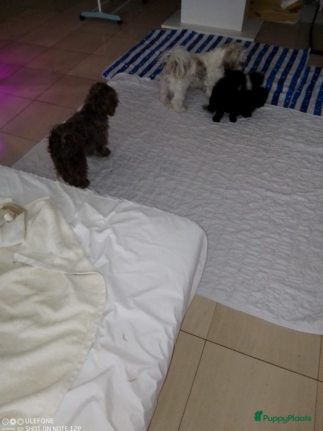 Shih Tzu honden te koop: Shih Tzu puppy's België - Afbeelding 17