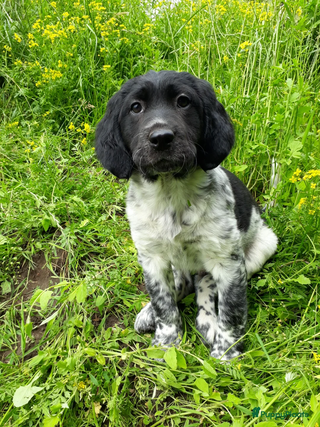 Friese Stabij honden te koop: Ras zuivere Friese Stabij pups - Advertentie 2