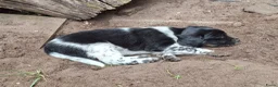 Kruising honden te koop: Lieve puppy's  in Hazerswoude-Dorp - Advertentie 5