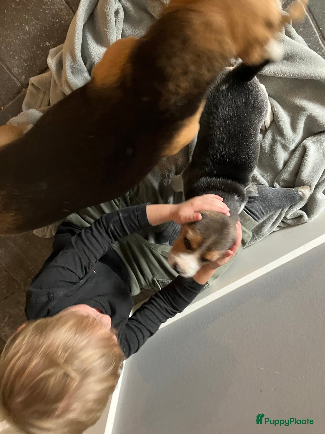 Beagle honden te koop: Beagle pups - Advertentie 13