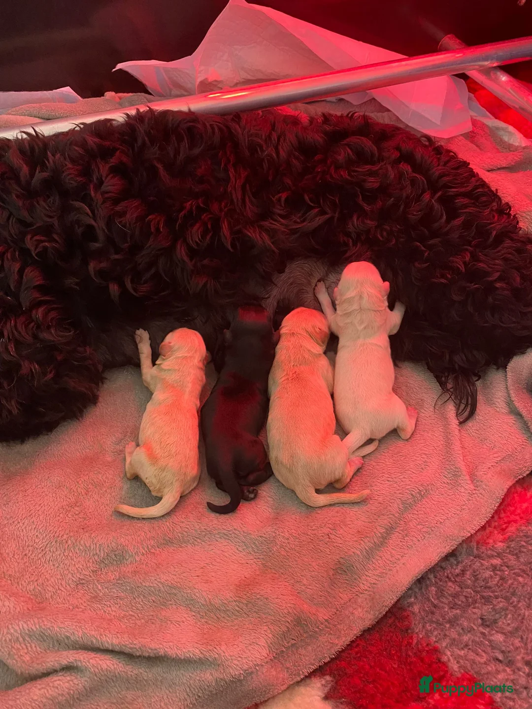 Labradoodle honden ter dekking: KNAPPE HALF AUSTRALIAN LABRADOODLE DEKREU PUK in Breda - Advertentie 29