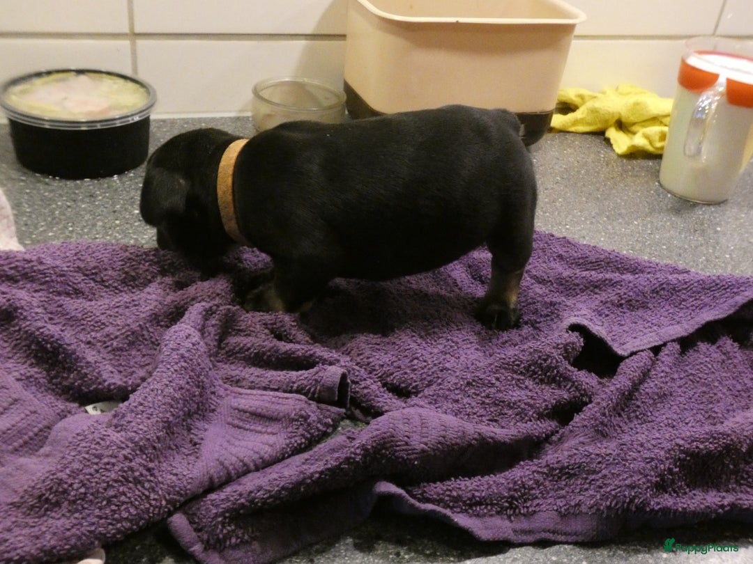 Franse Bulldog honden te koop: Fr bulldog puppy's uit geteste ouders - Advertentie 13