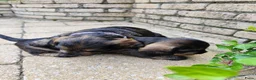 Ruwhaar Teckel honden te koop: Ruwharige teckel pup (standaard) - Advertentie 14