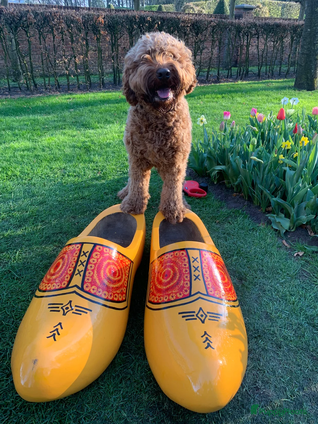 Australian Labradoodle honden ter dekking: Australian Labradoodle dekreu – volledig getest - Advertentie 23