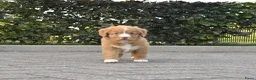 Nova Scotia Duck Tolling Retriever honden te koop: Nova Scotia Duck Tolling Retriever pups # Toller - Advertentie 8
