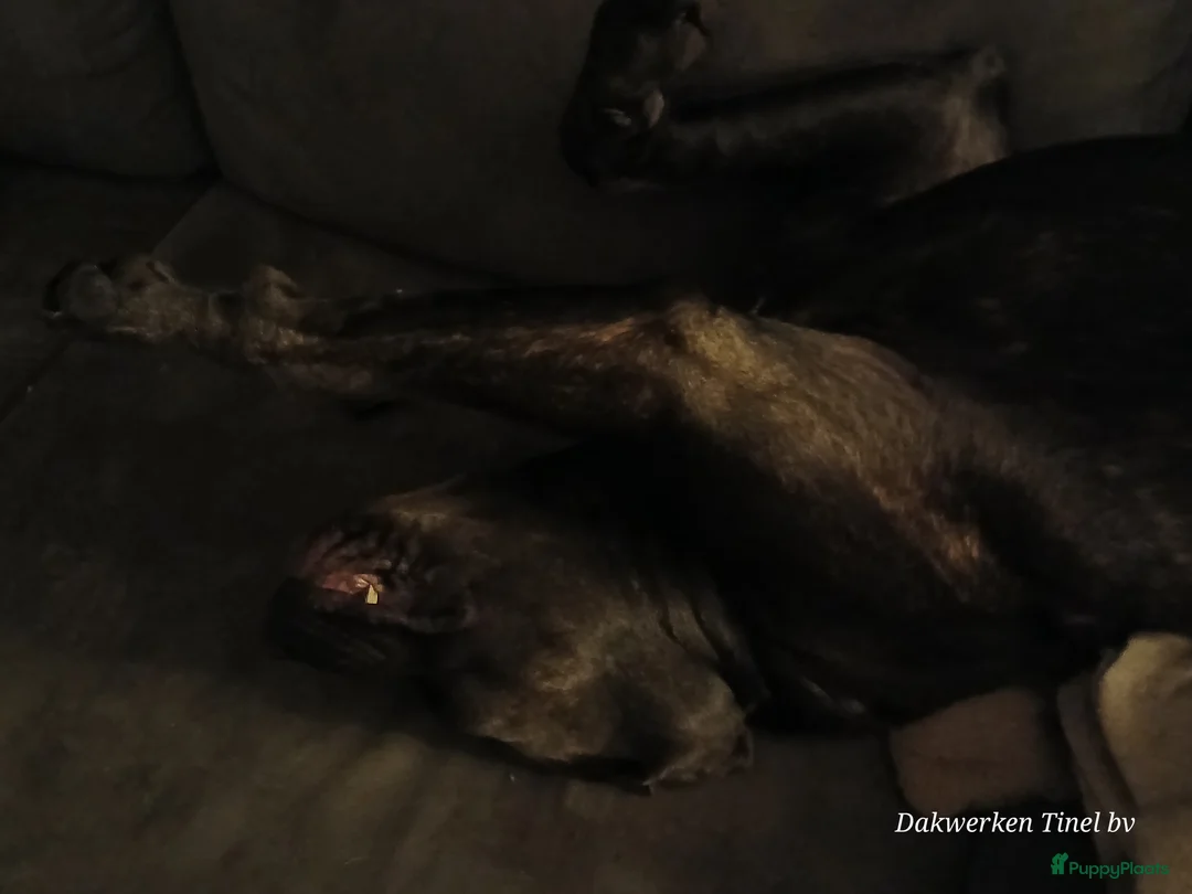 Kruising honden ter dekking: Bandog dekreu beschikbaar - Advertentie 3