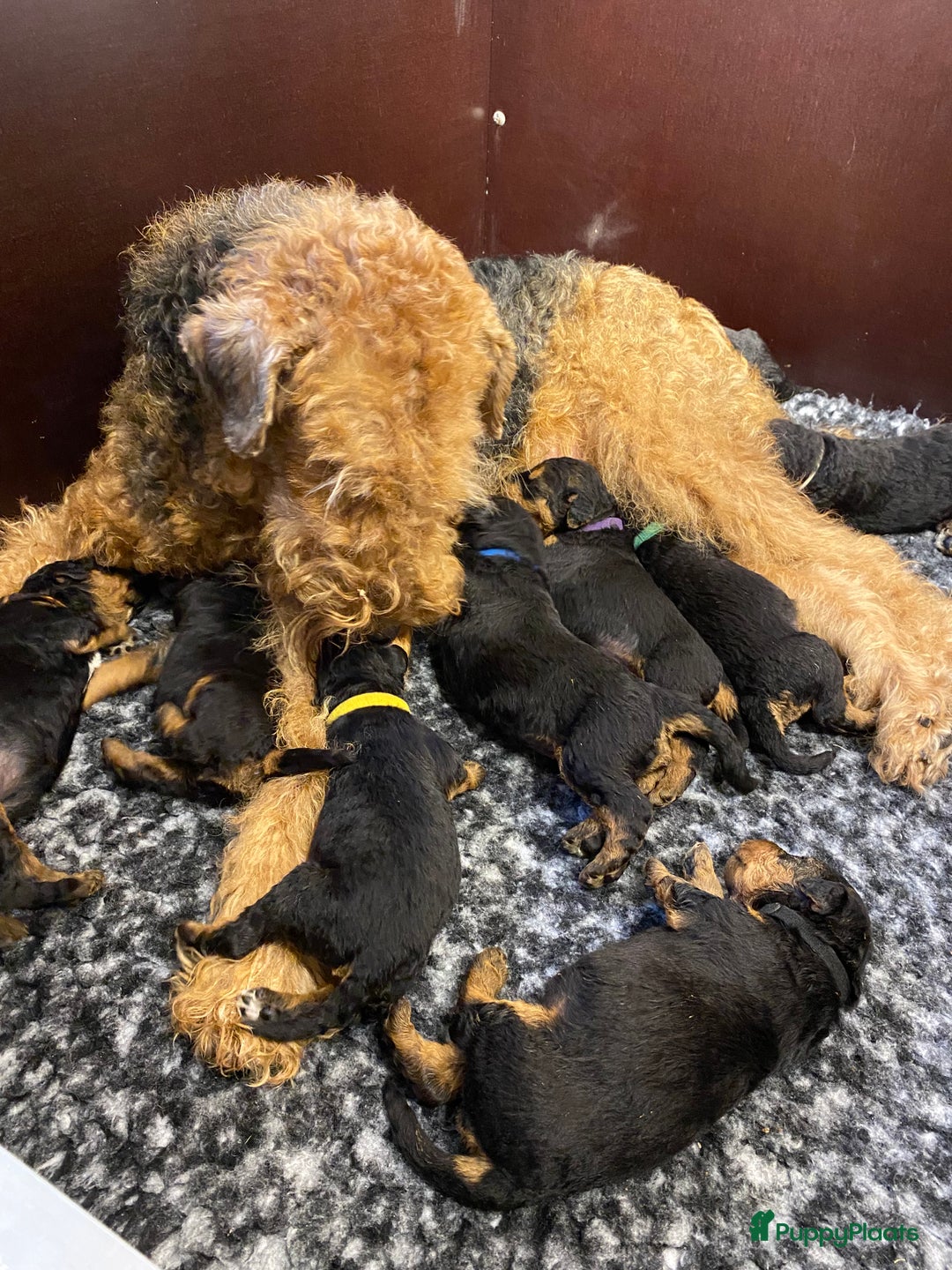 Airedale Terriër honden te koop: Airedale terriër pups  - Advertentie 15