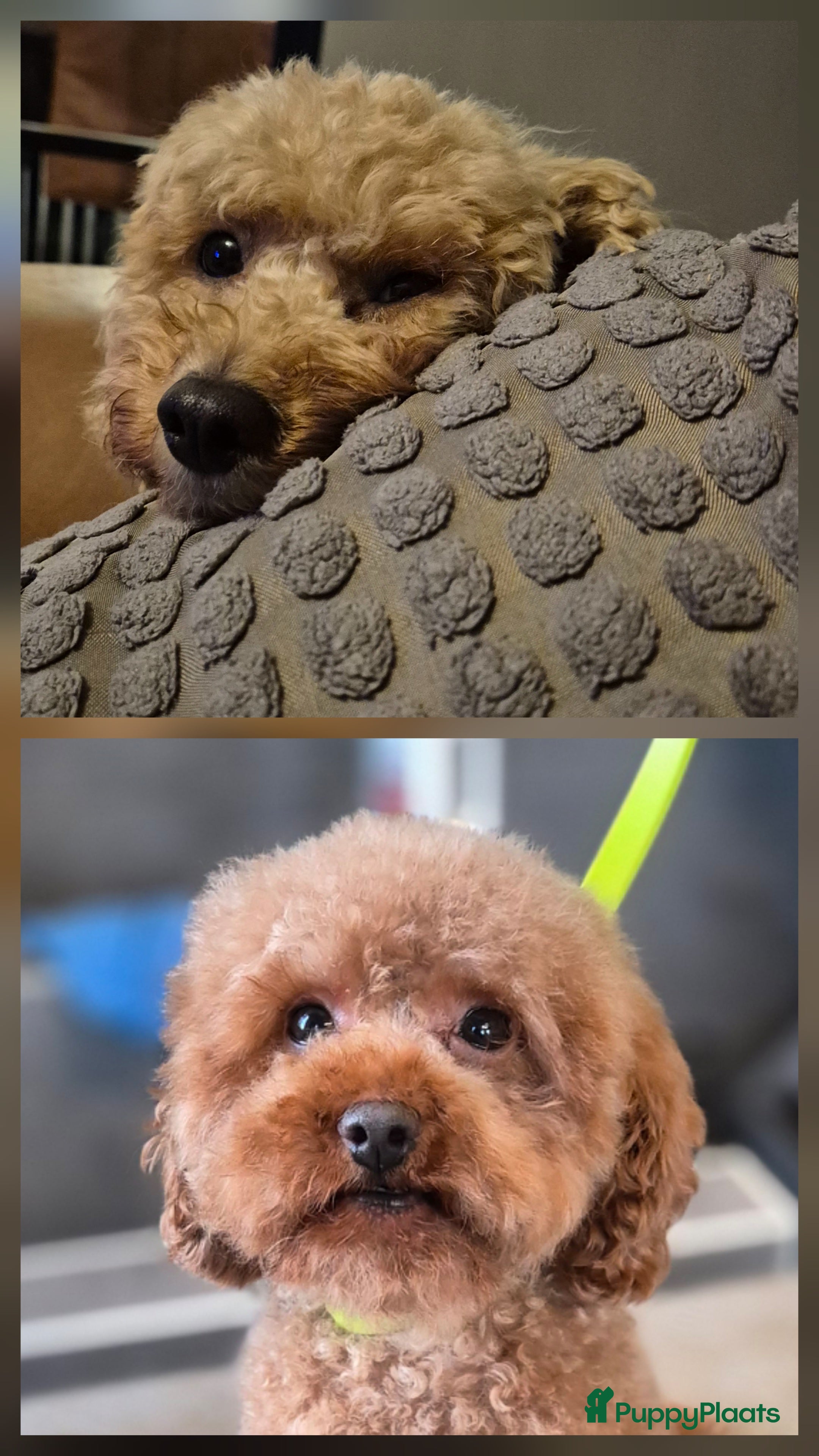 Poedel Toy honden Toy poedels  - Advertentie 2