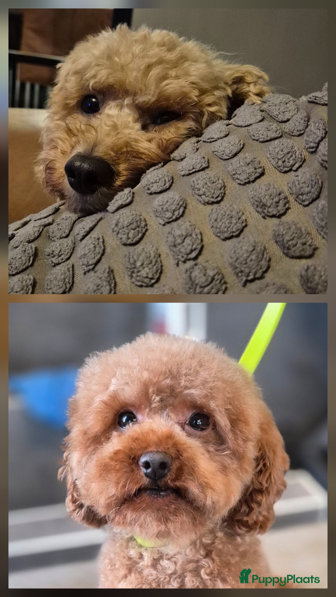 Poedel Toy honden te koop: Toy poedels verwacht - Advertentie 2