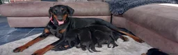 Dobermann honden te koop: Prachtig nestje Dobermann pups - Advertentie 7