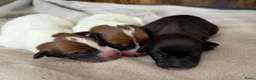 Kruising honden te koop: Cattle-Jack pups te koop - Advertentie 1