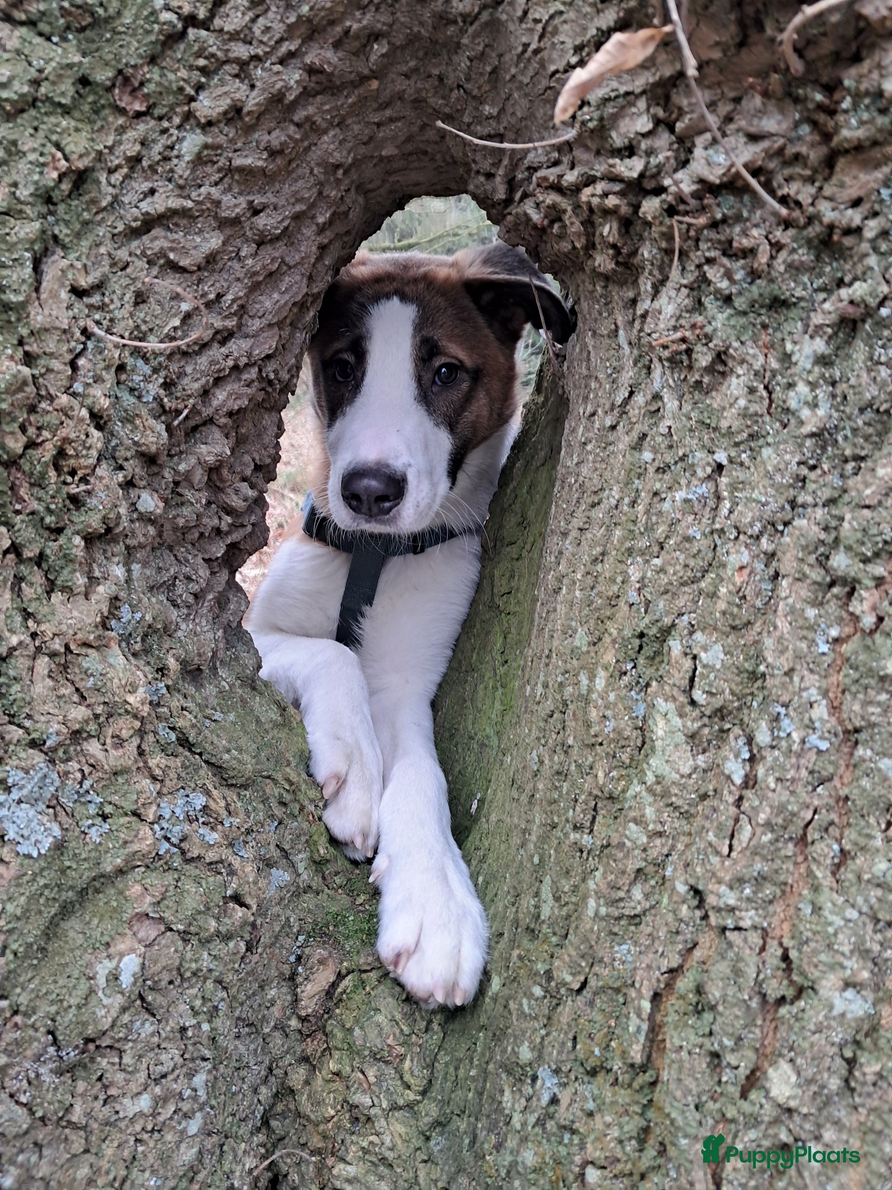 Kruising honden Nieuw thuis gezocht voor onze lieve rustige pup - Advertentie 1