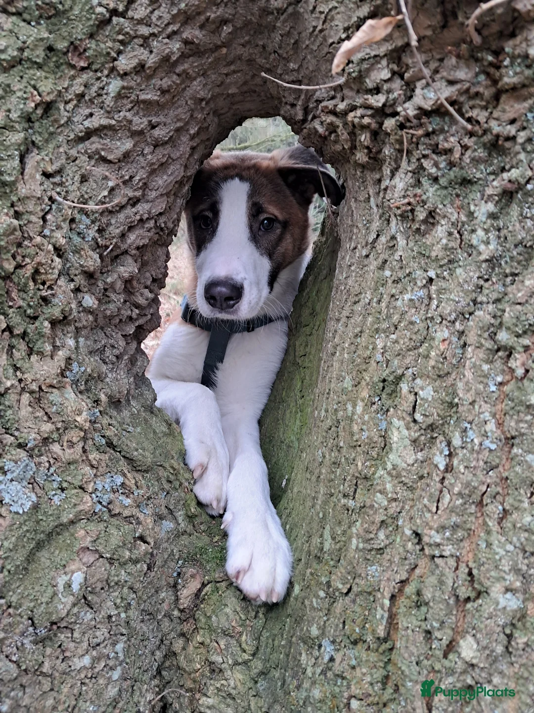 Kruising honden ter adoptie: Nieuw thuis gezocht voor onze lieve rustige pup. - Advertentie 1