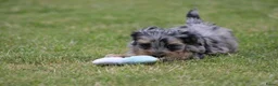 Kruising honden te koop: Knappe Boompoo pups - Advertentie 8