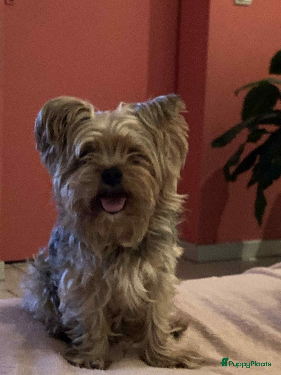 Yorkshire Terriër honden ter dekking: Dekreu met stamboom, Yorkshire Terriër - Advertentie 2