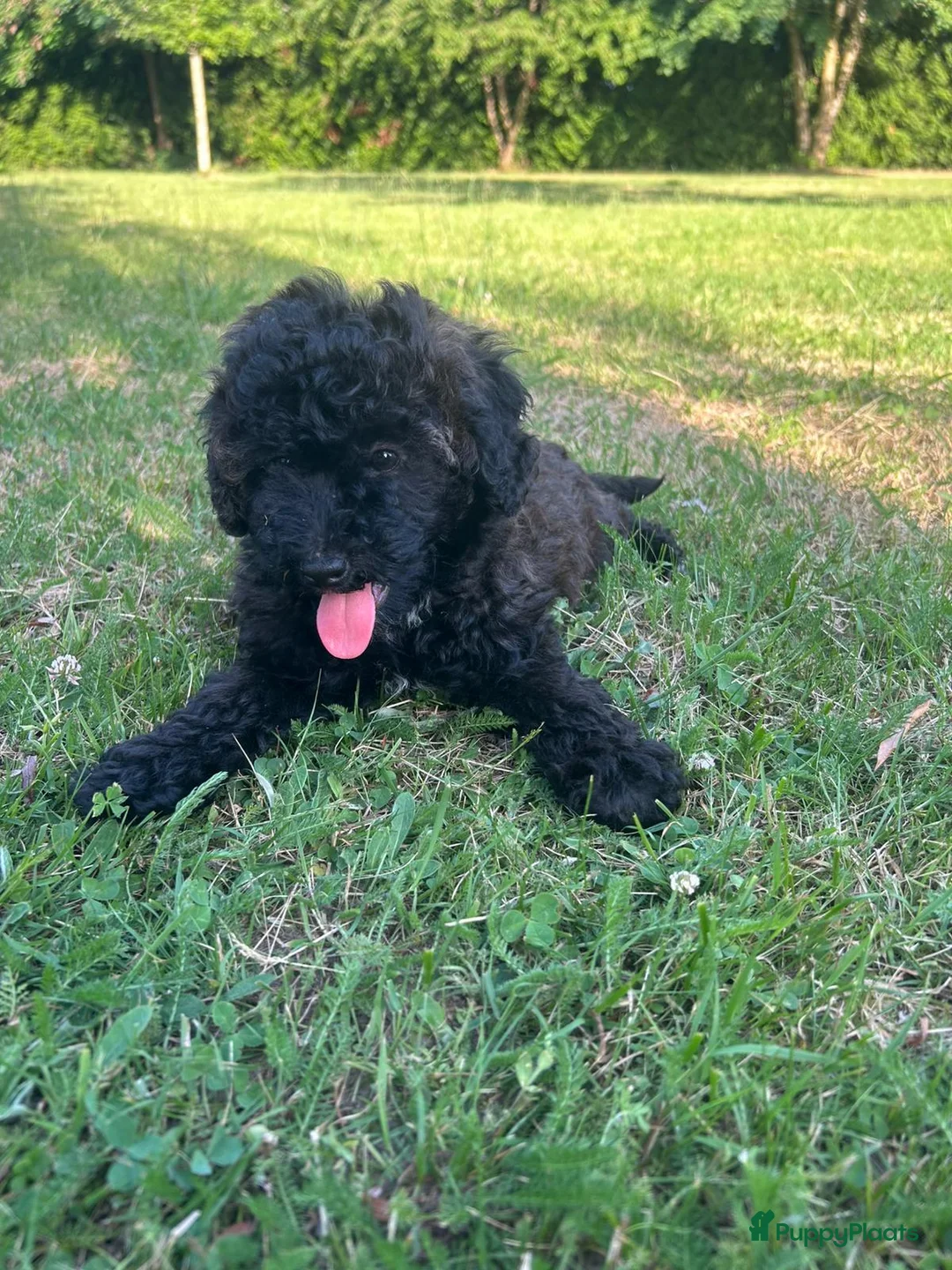 Kruising honden te koop: Maltipoo x mini labrdoodle - Advertentie 2