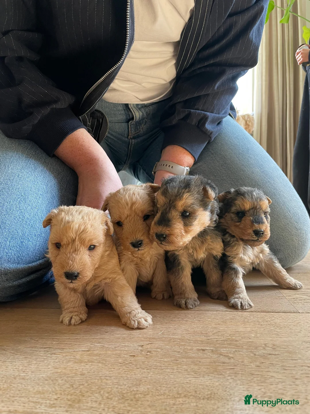 Lakeland Terriër honden te koop: Mooie Lakeland Terrier pups - Advertentie 1