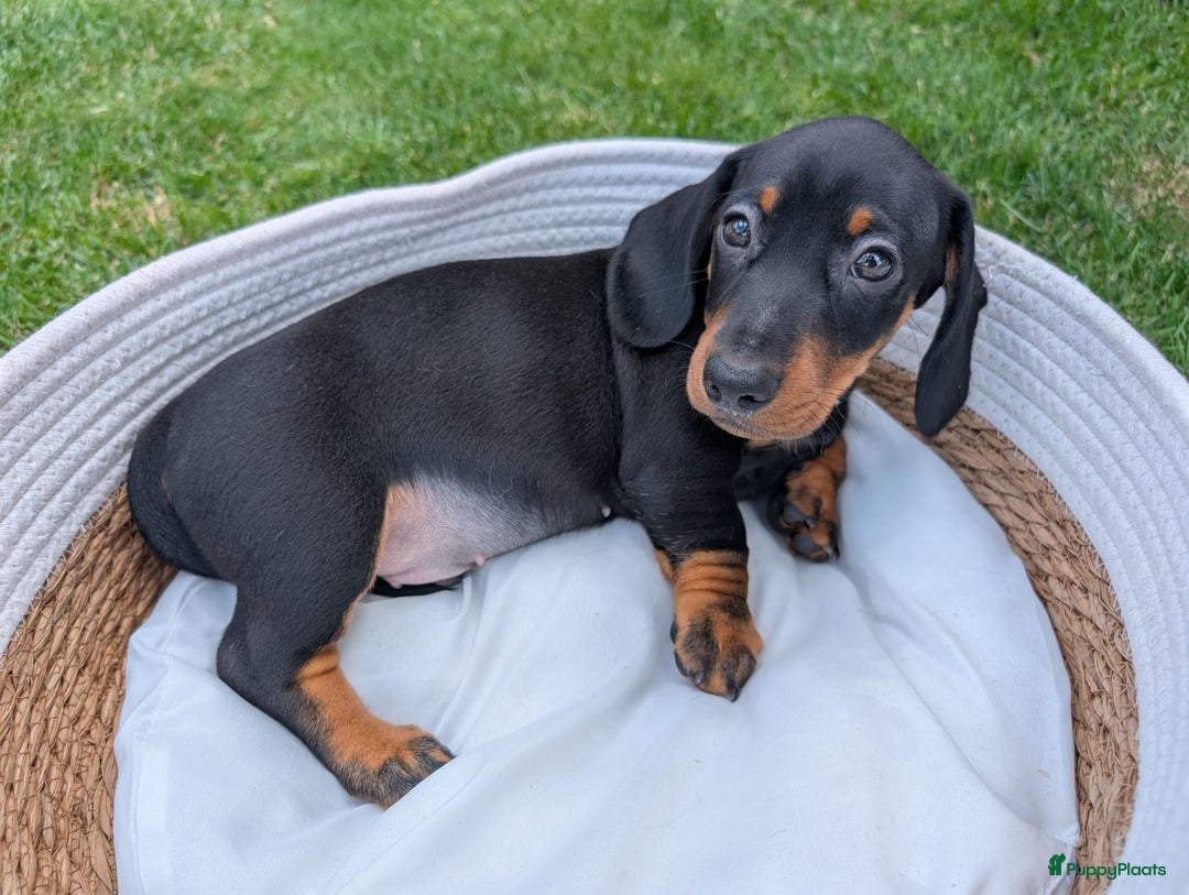 Teckel (korthaar)  honden te koop: Superlieve kortharige dwergteckels  - Afbeelding 5
