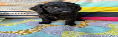 Australian Labradoodle Indigo