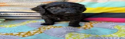 Australian Labradoodle honden te koop: Australian labradoodle reutjes beschikbaar  - Advertentie 10