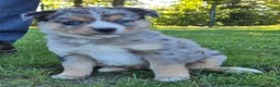 Kruising honden te koop: Mini australian shepherd pup - Advertentie 2