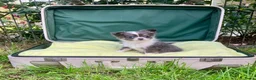Pomchi honden te koop: Schattige pomchi reutjes zoeken fijn huisje - Advertentie 11