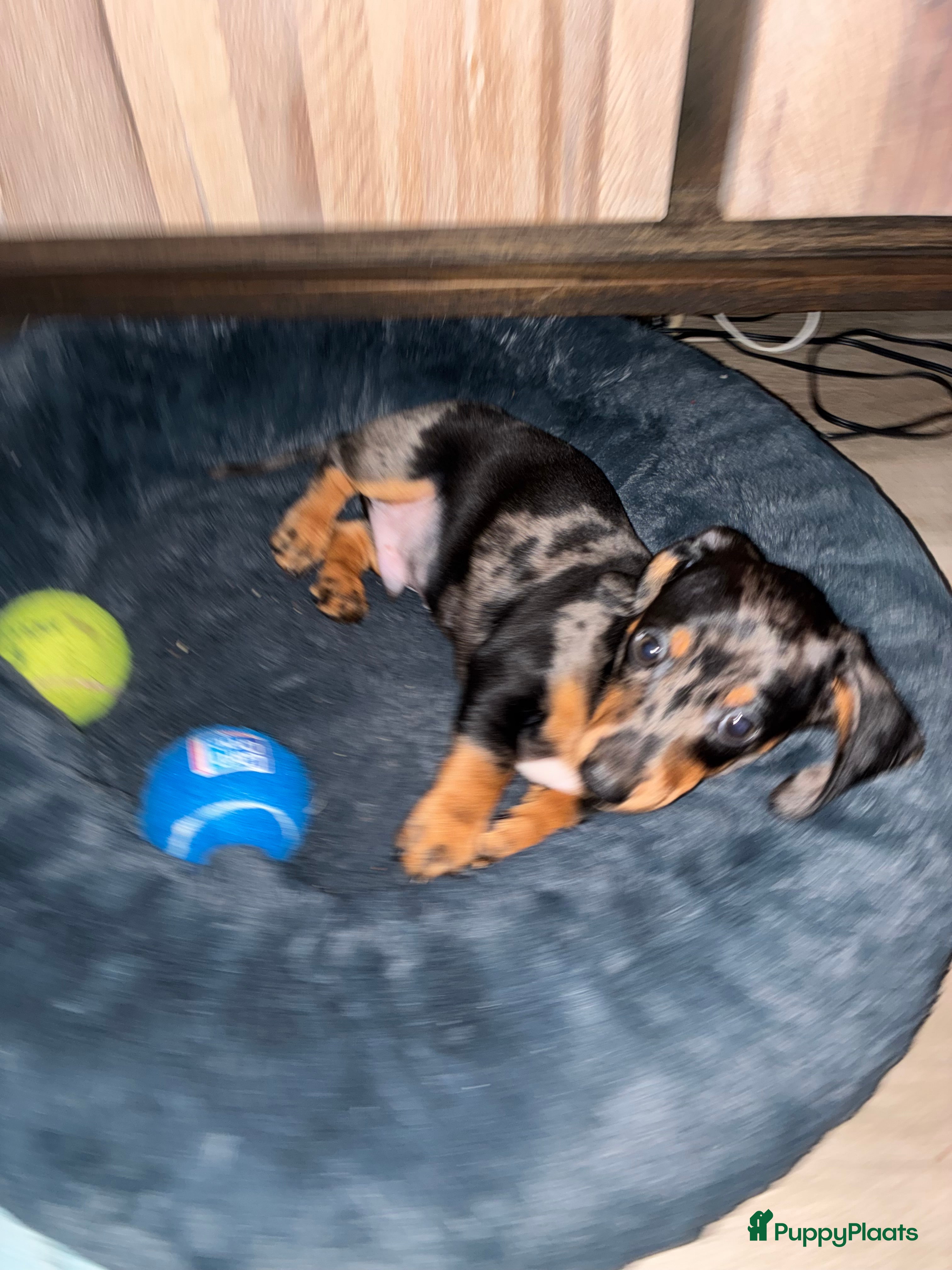 Teckel (korthaar)  honden nog 1 merle kanichen teckel pup 9 weken oud reutje - Advertentie 2