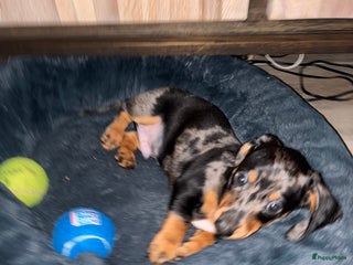 Teckel (korthaar) honden nog 1 merle kanichen teckel pup 9 weken oud reutje - Advertentie 2