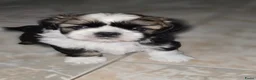 Shih Tzu honden te koop: Beschikbaar raszuivere shih-tzu pups  - Advertentie 6
