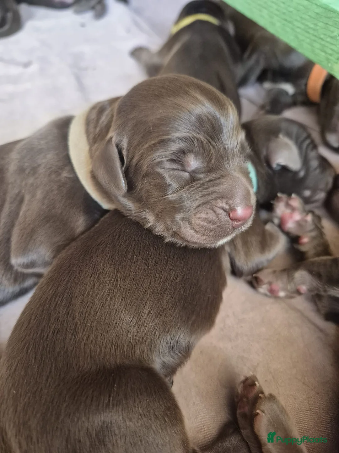 Duitse Staande Hond Langhaar honden te koop: Duitse staande langhaar pups - Advertentie 2