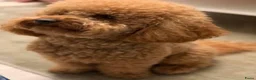 Shihpoo honden te koop: Klein blijvende mini doodle - boom-poo in Oss - Advertentie 10