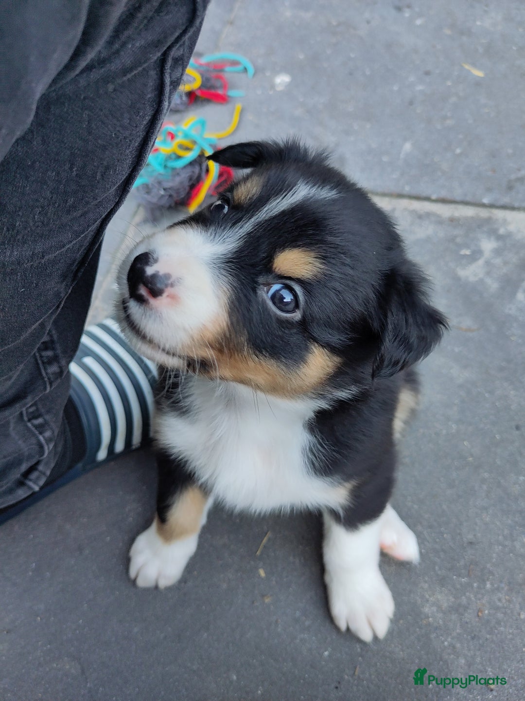 Australian Shepherd honden te koop: Australian Shepherd x Bordercollie pups in Linde - Afbeelding 29