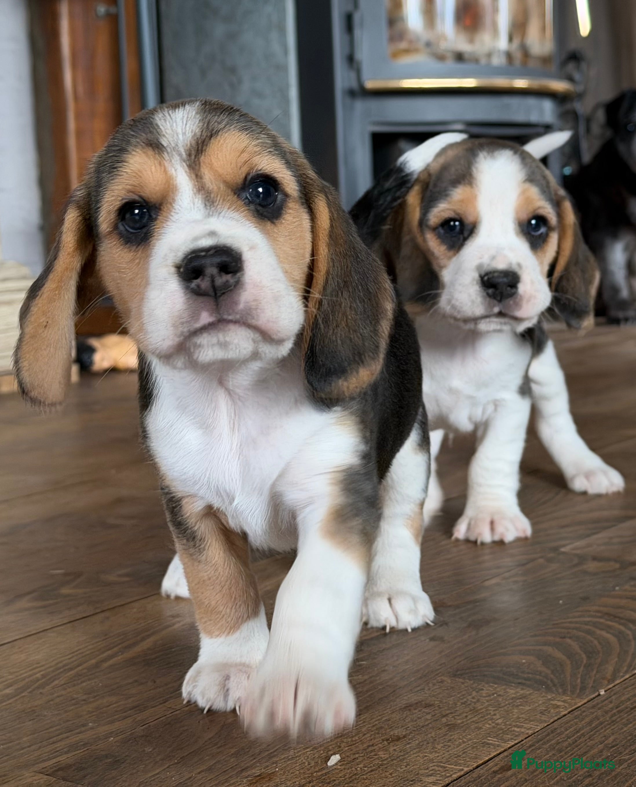 Beagle honden Beagle pups met FCI uitgebreid getest!! - Advertentie 1