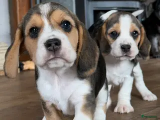 Beagle honden Beagle pups met FCI uitgebreid getest!! - Advertentie 1