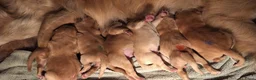 Goldador honden te koop: Golden retriever x Labrador pup - Advertentie 9