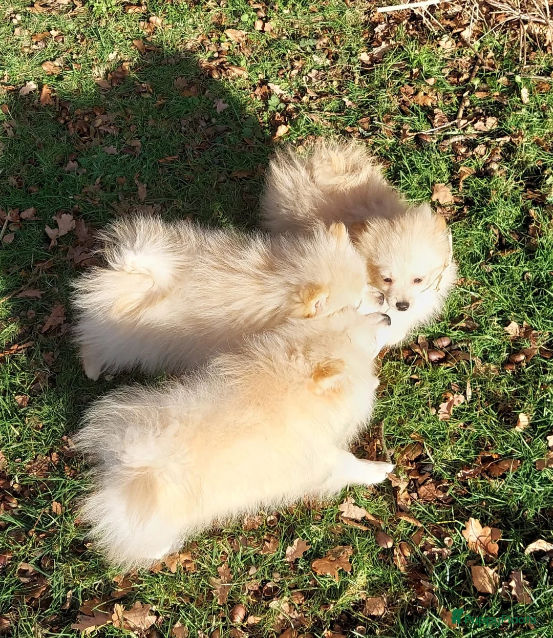 Pomeriaan honden te koop: drie pluizige baby's - Advertentie 3