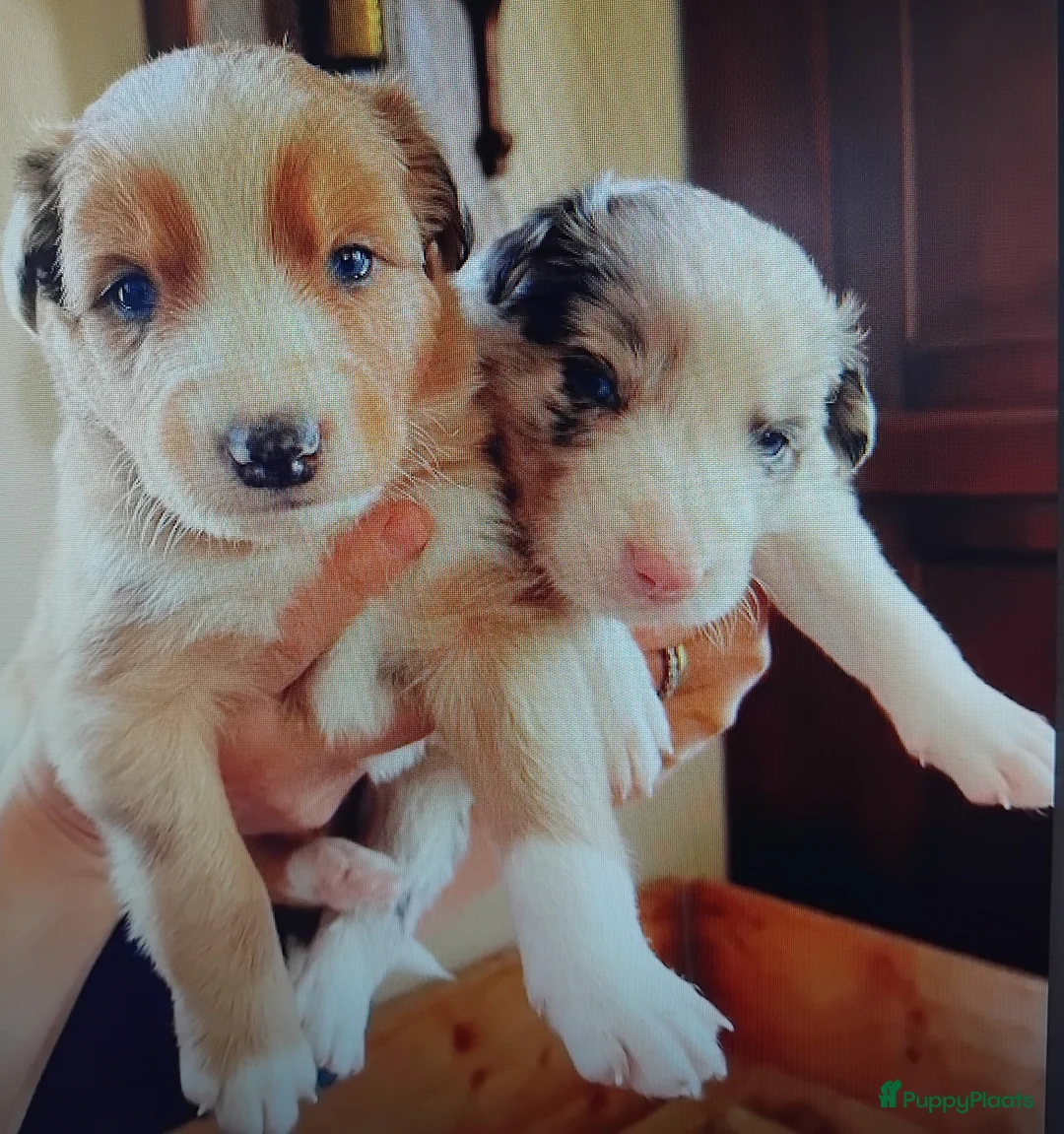 Border Collie honden te koop: Border collie pups, 25% australian shepherd - Advertentie 1