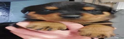 Rottweiler honden te koop: Rottweiler pup 1 teefje nog beschikbaar  - Advertentie 4