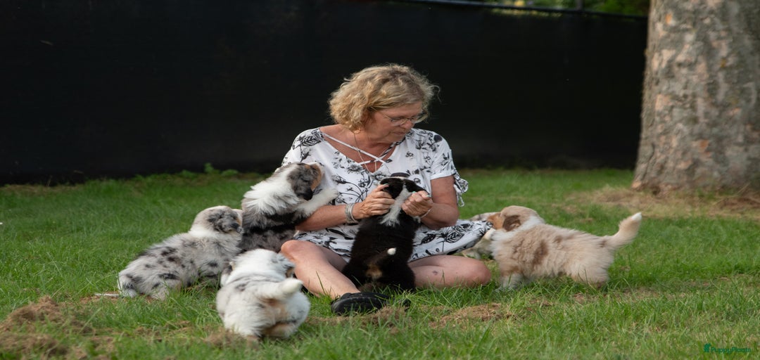 Galerij afbeelding {{count}}